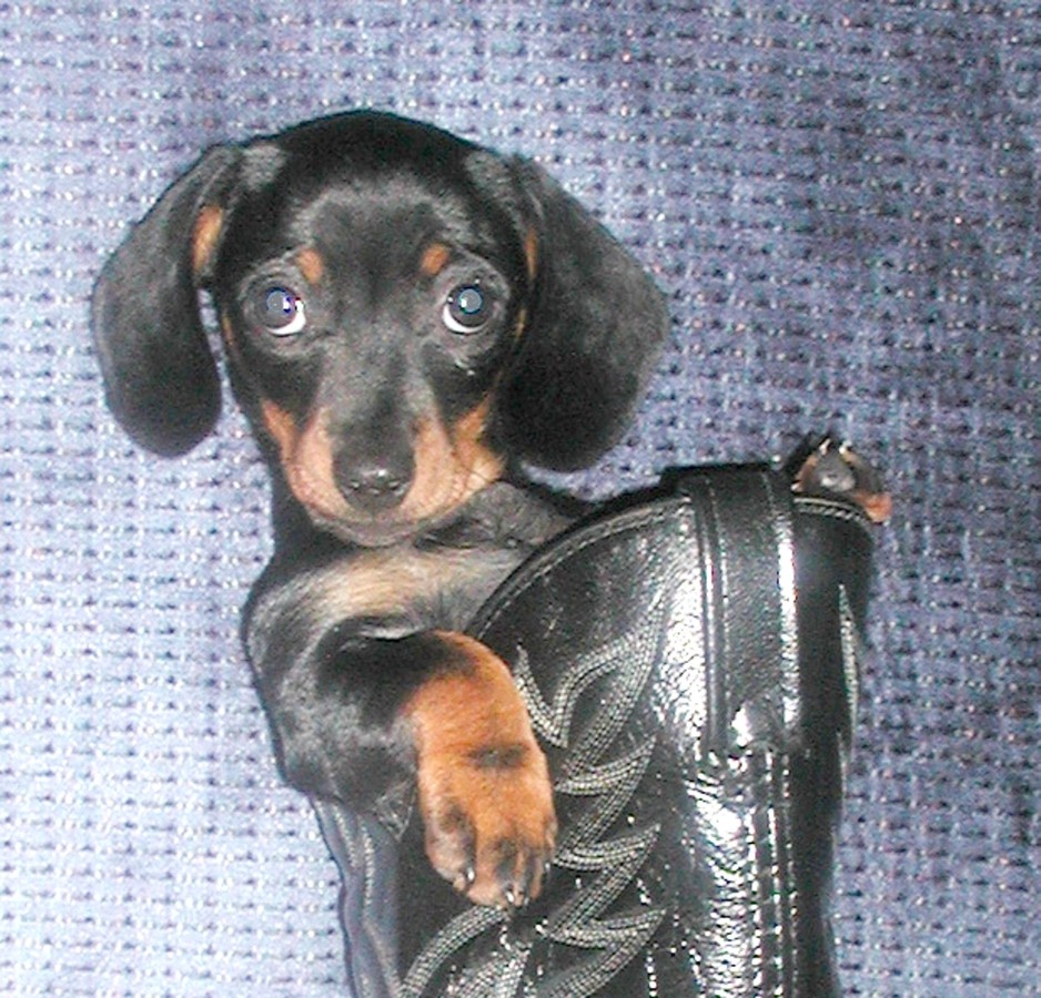 miniature doxie puppies